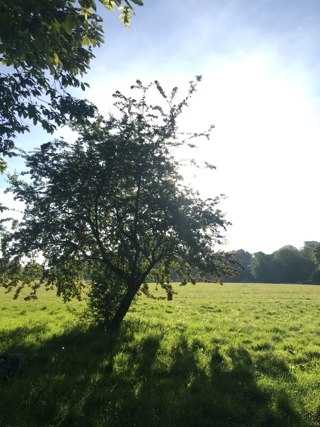 Book and Podcast recommendations at over halfway through&nbsp;2019